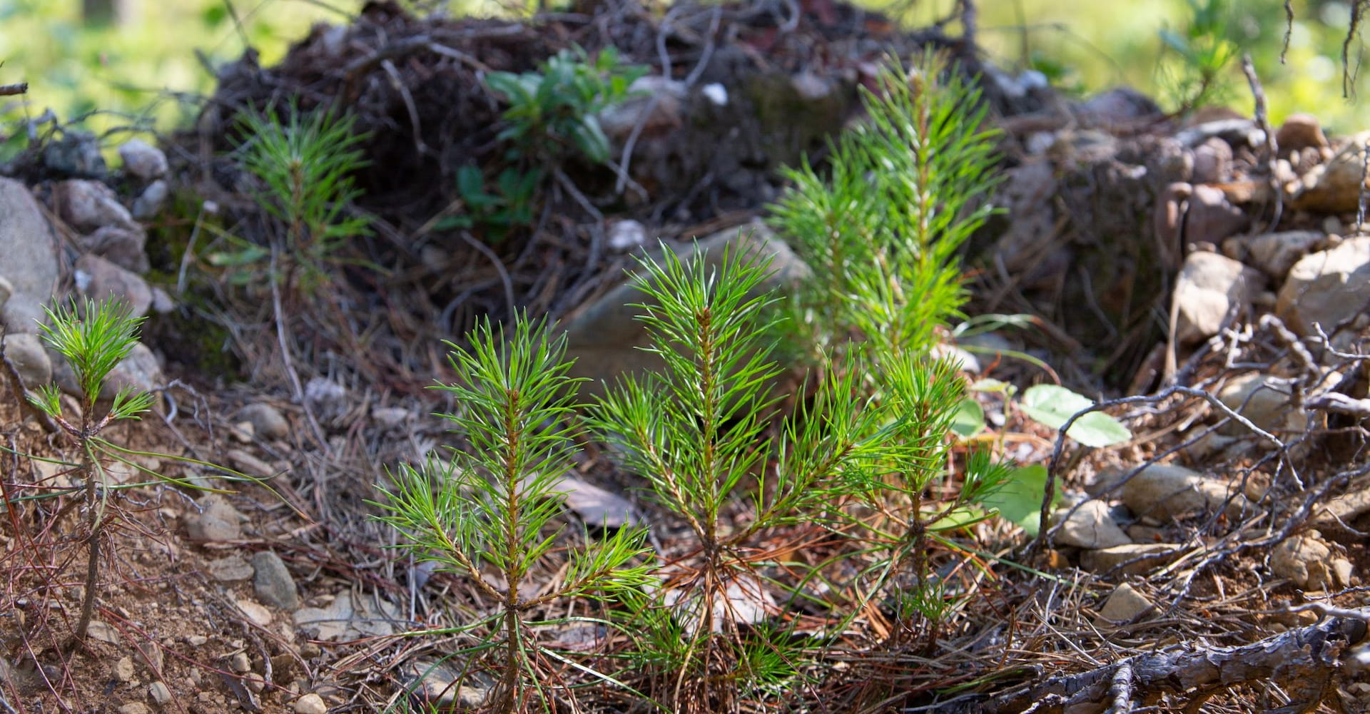Metsänomistajat ja Metsänhoitoyhdistyksen metsäasiantuntija metsässä