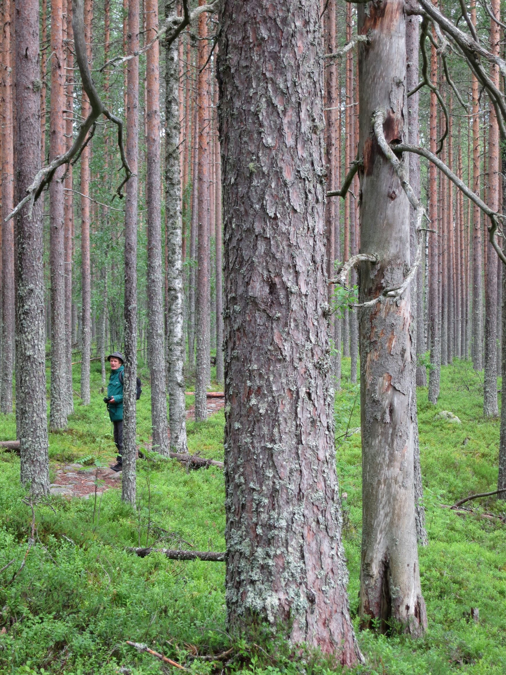 Monitavoitteinen metsäsuunnitelma