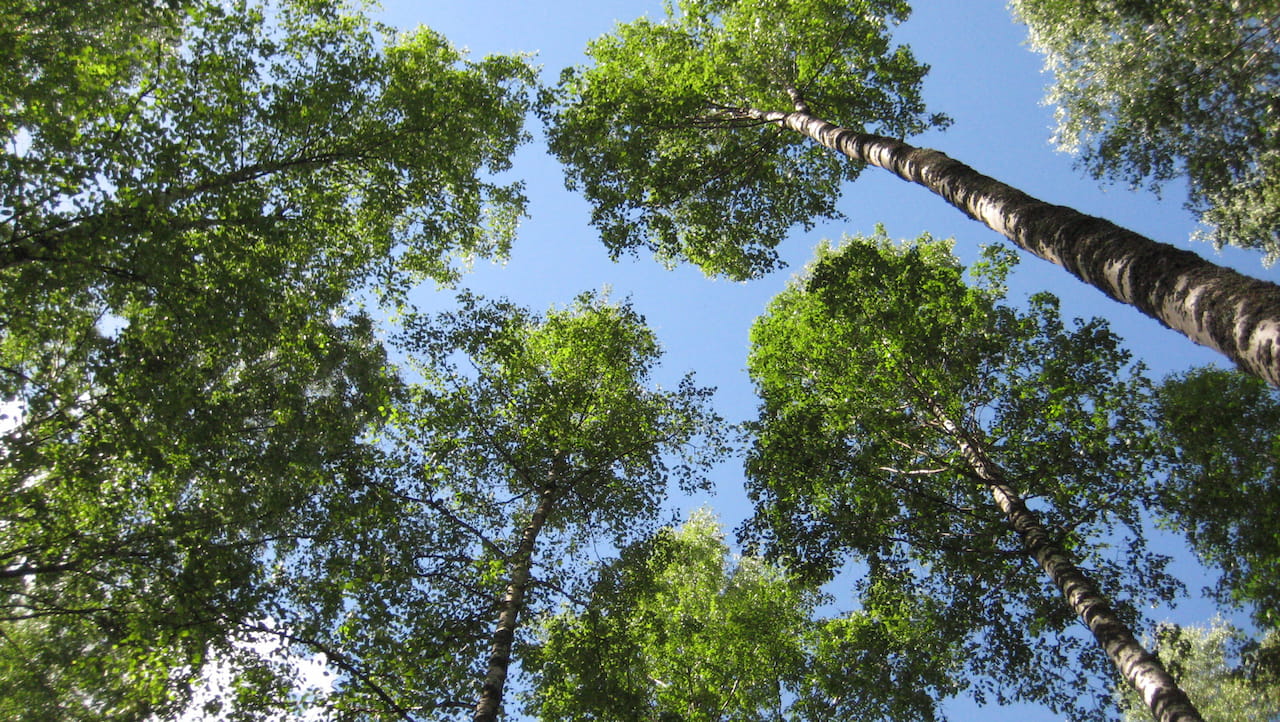 Metsäsertifiointi – vastuullisen metsänomistajan valinta
