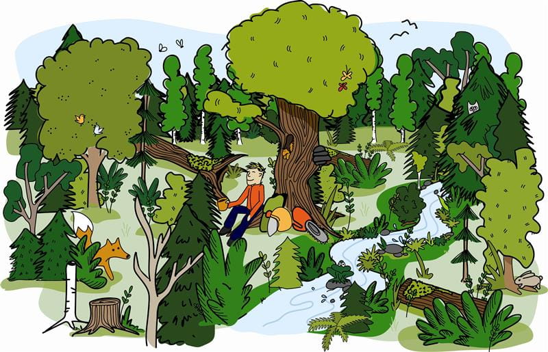 Metsän monimuotoisuus