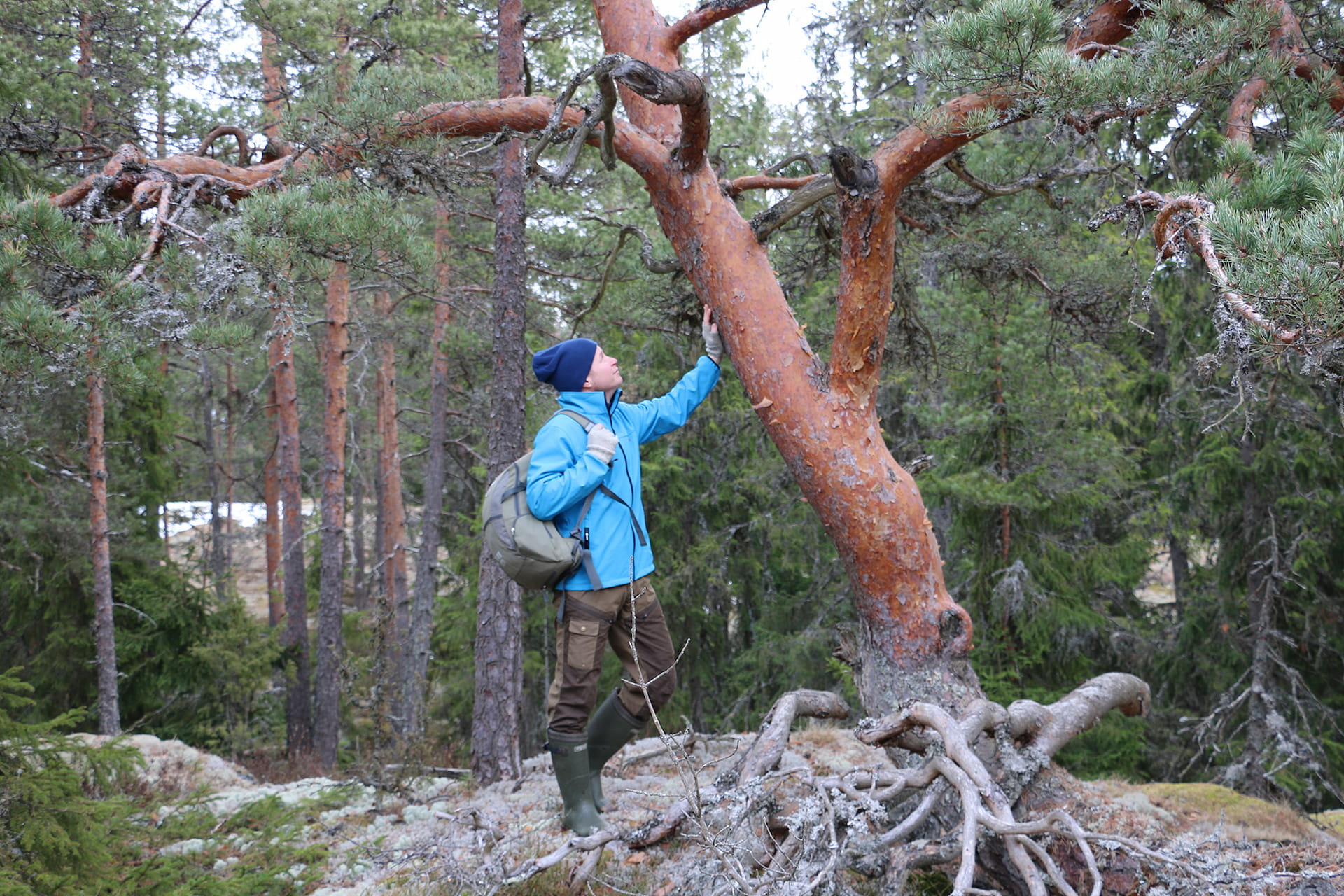 Kaikkien vastuulla on laatuloikka metsänhoidossa