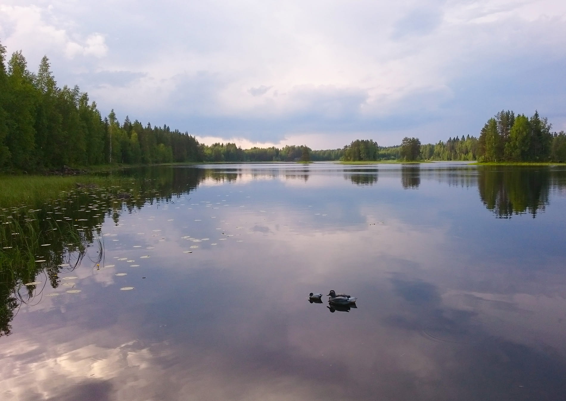 Vesiensuojelu käytännön metsätaloudessa -Metsänomistajat-webinaari