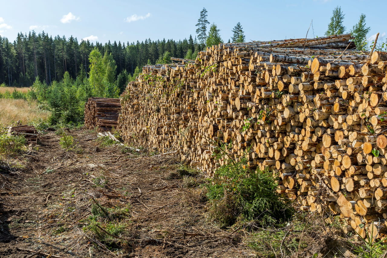Kuitupuun hinnat ovat olleet laskussa – Metsäennusteet ennakoivat puunkäytön pysyvän korkealla ensi vuonna