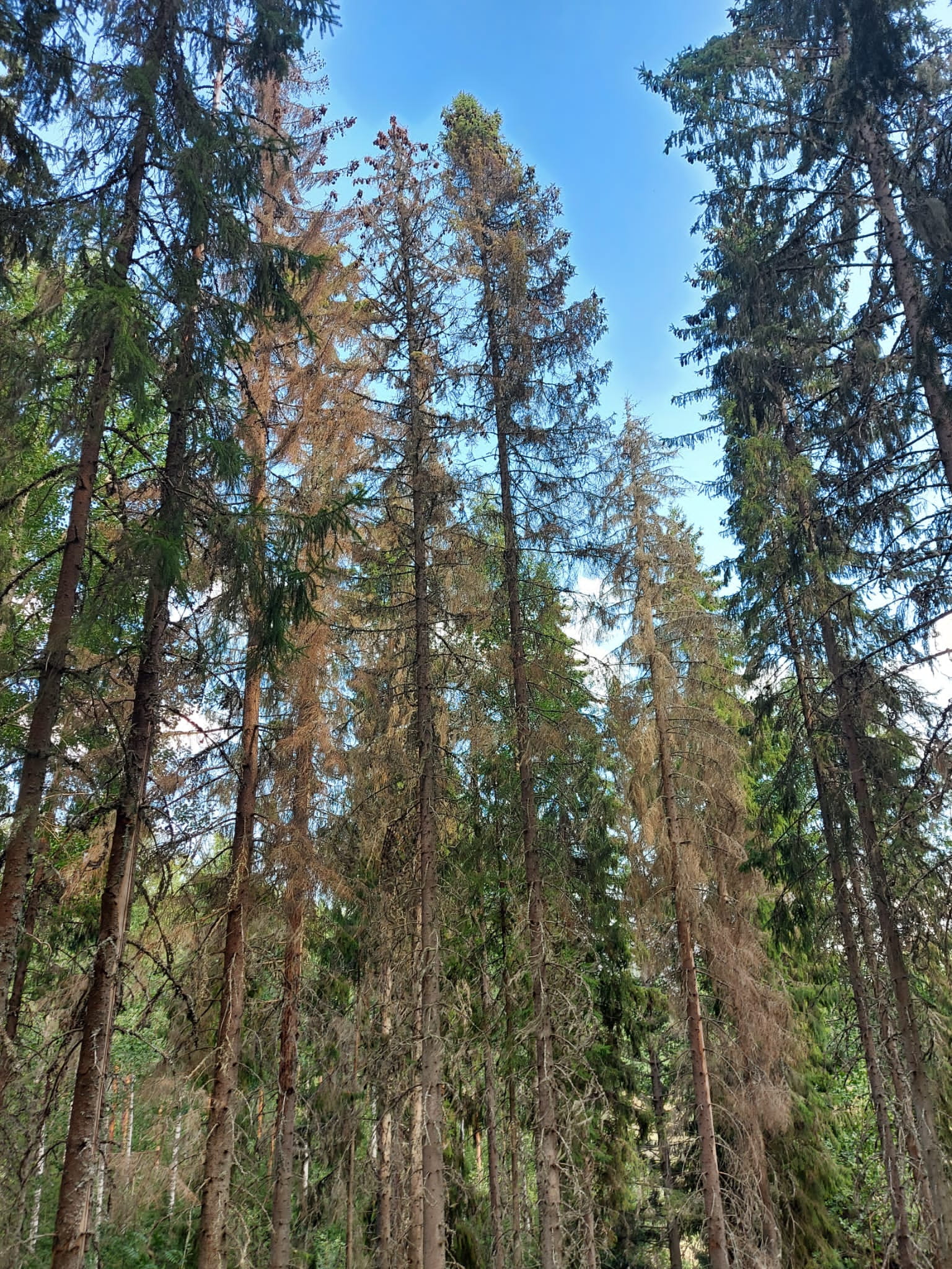 Tunnista metsän tuholaiset- Tervetuloa metsäkävelylle!