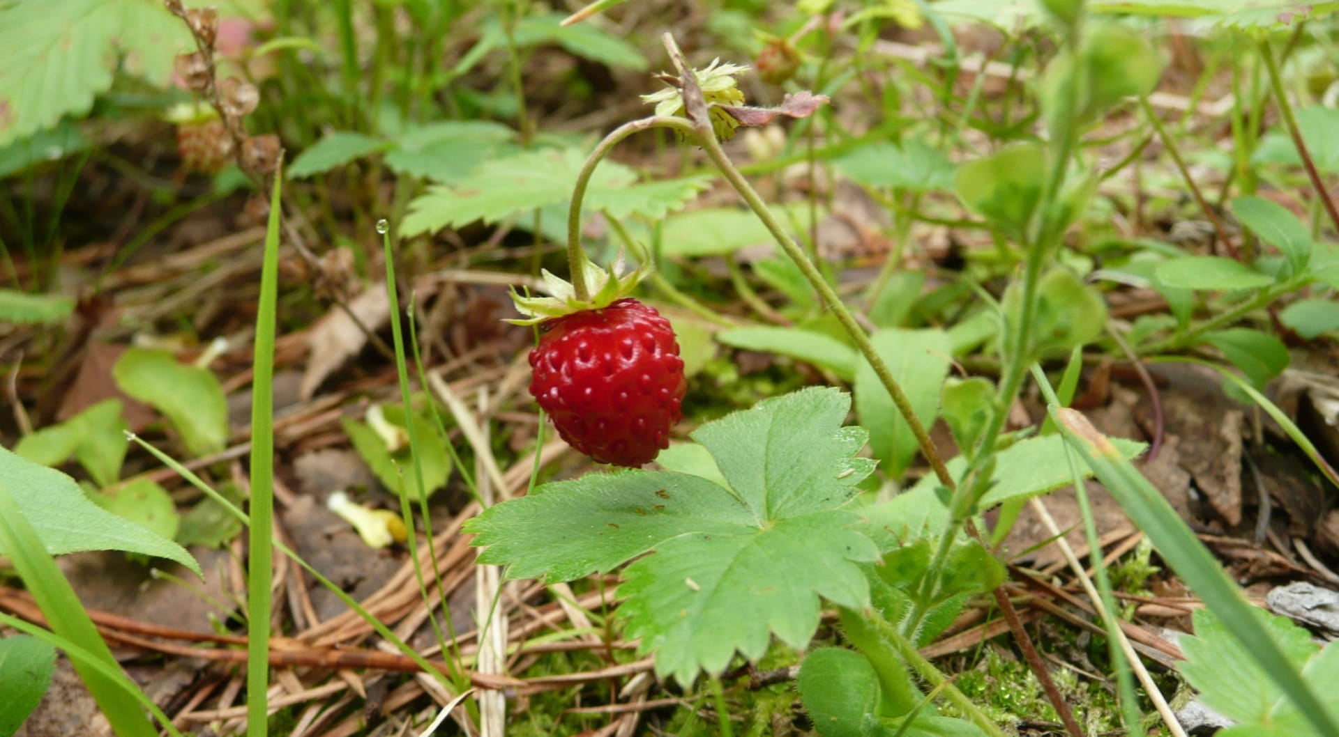 Toimihenkilöiden loma-ajat