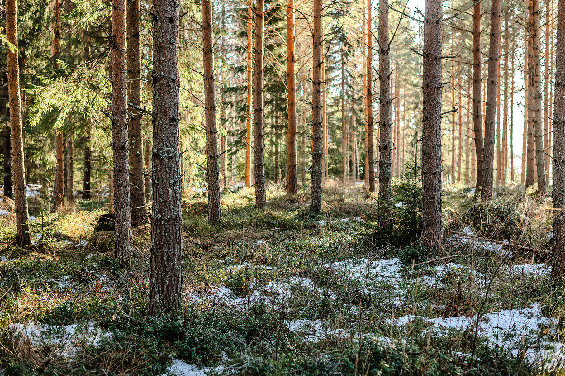 En skog i solsken