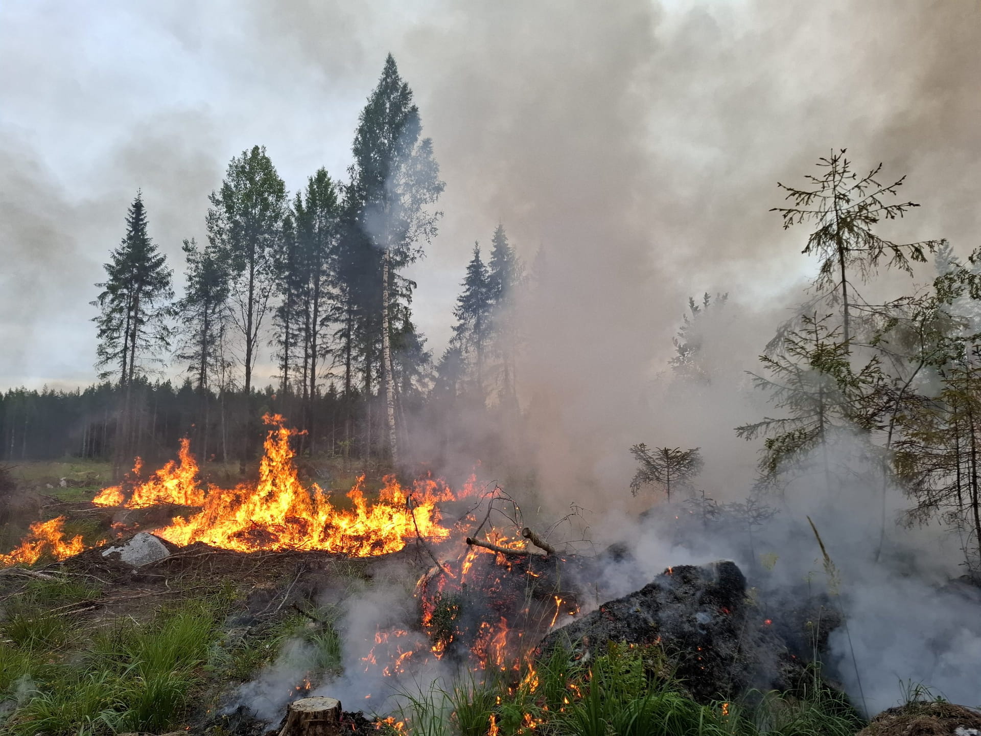 Kulotus ja ennallistamispoltto – webinaari tulen vaikutuksesta metsän monimuotoisuuteen ja kasvuun