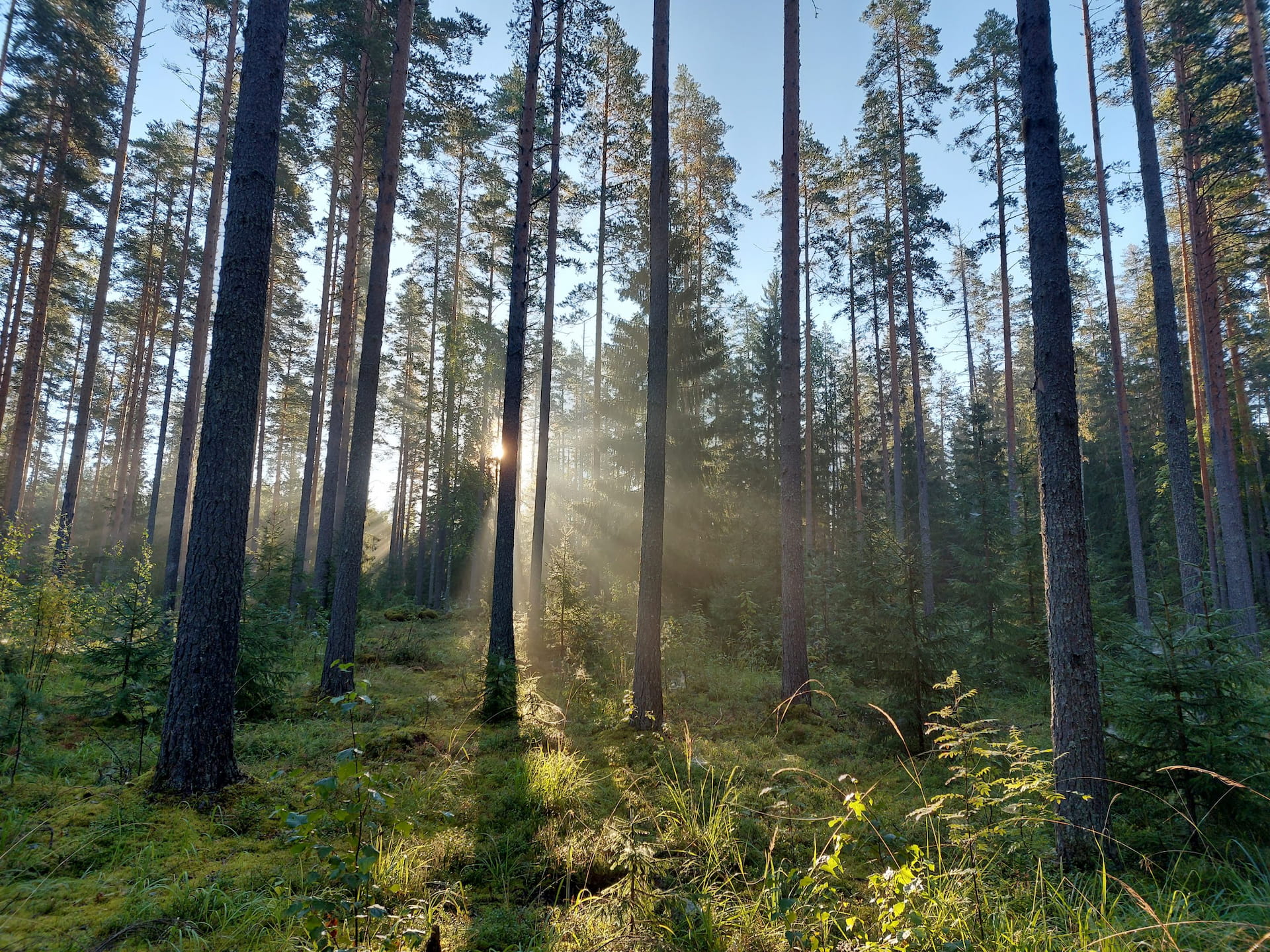 Ruoska