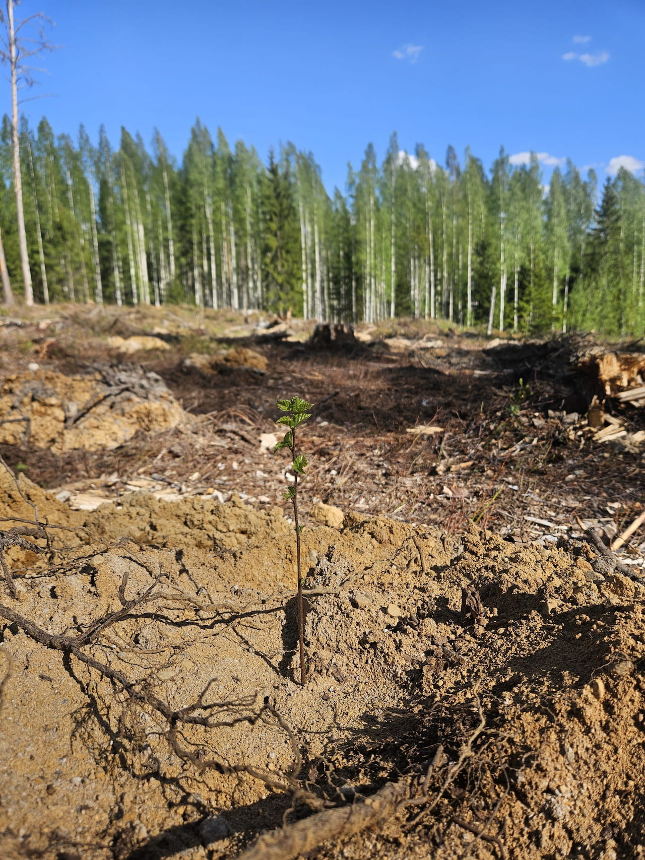 Tänään taimi – huomenna tukkipuu!