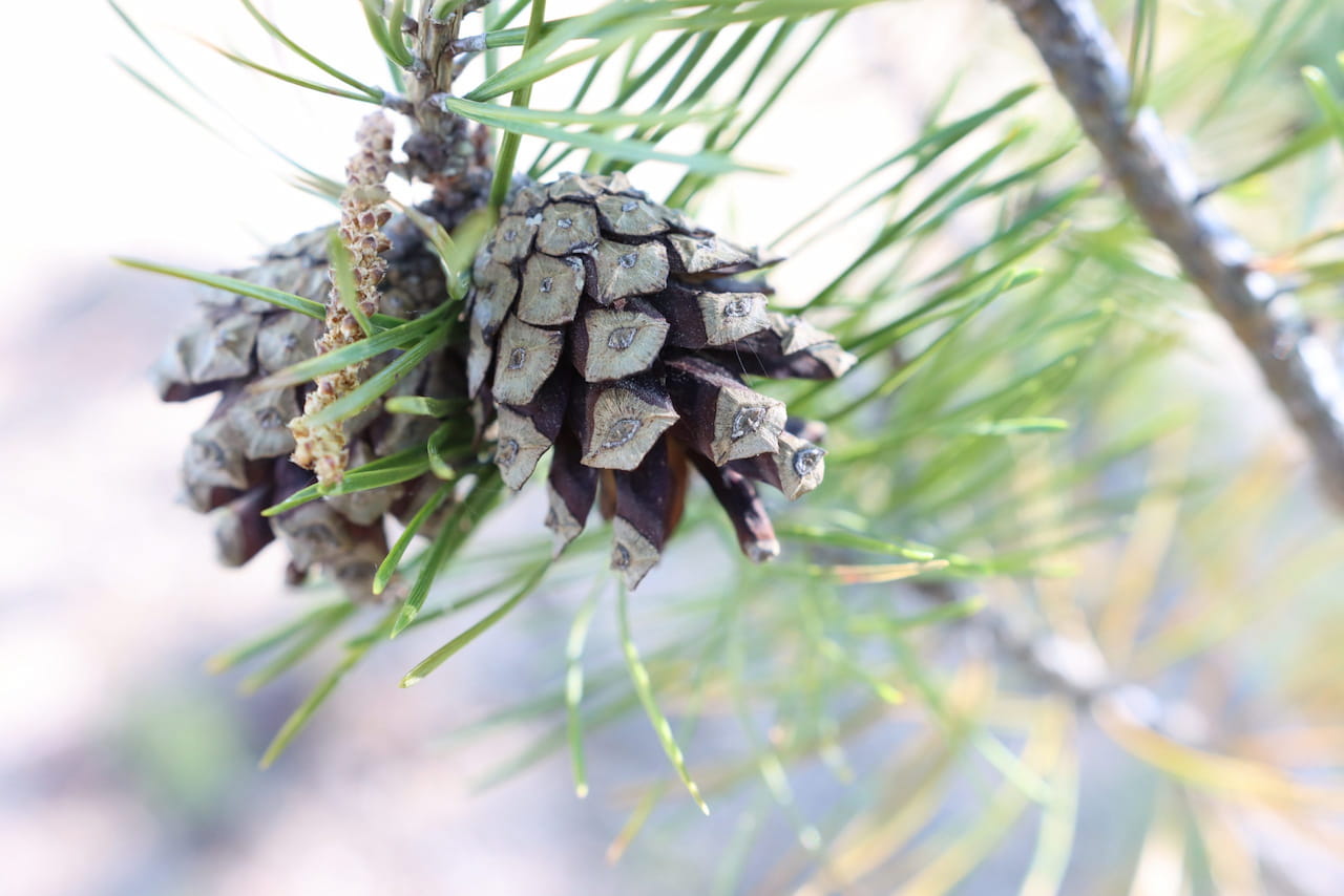 Metsänhoitoyhdistys Etelä-Savolle ISO 14001 -ympäristösertifikaatti