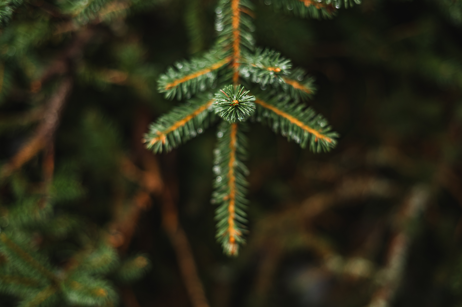 Metsänhoitoyhdistys tuntee metsäsi